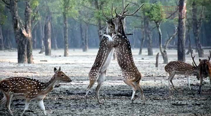 পর্যটকদের জন্য বন্ধই থাকছে সুন্দরবনের দুয়ার