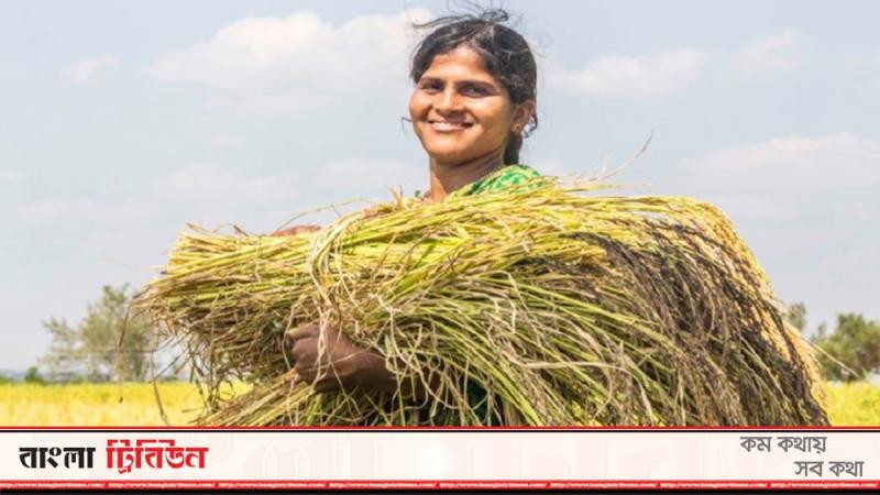 কৃষিকাজে যুক্ত মাত্র ১৫ ভাগ নারী মজুরি পান: গবেষণা
