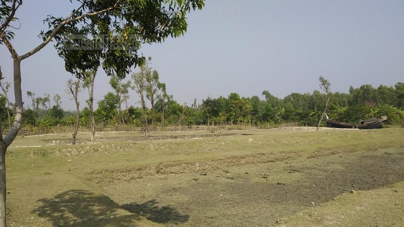 গাছ কেটে জলবায়ু প্রকল্প!