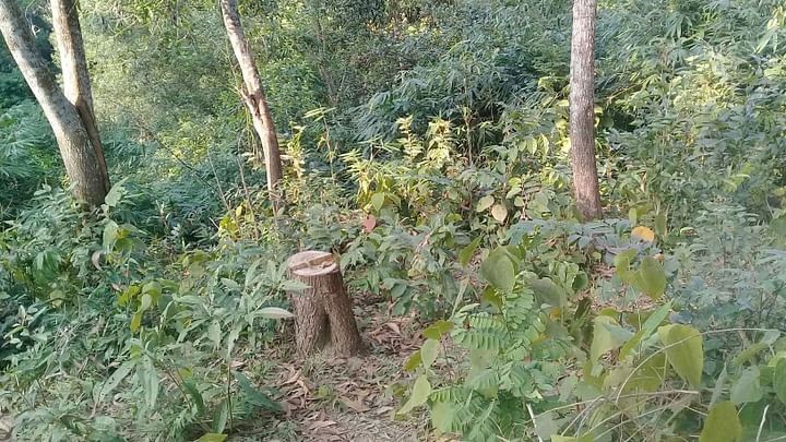 বনে অবৈধ দখলদার ১ লাখ ৬০ হাজার