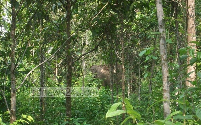 বন্যপ্রাণীর করিডোর: পরামর্শক নিয়োগ নিয়ে প্রশ্ন