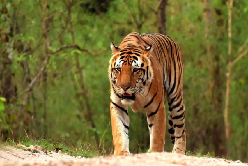 পার্বত্য বনকে বাঘের অভয়ারণ্য করতে চায় সংসদীয় কমিটি