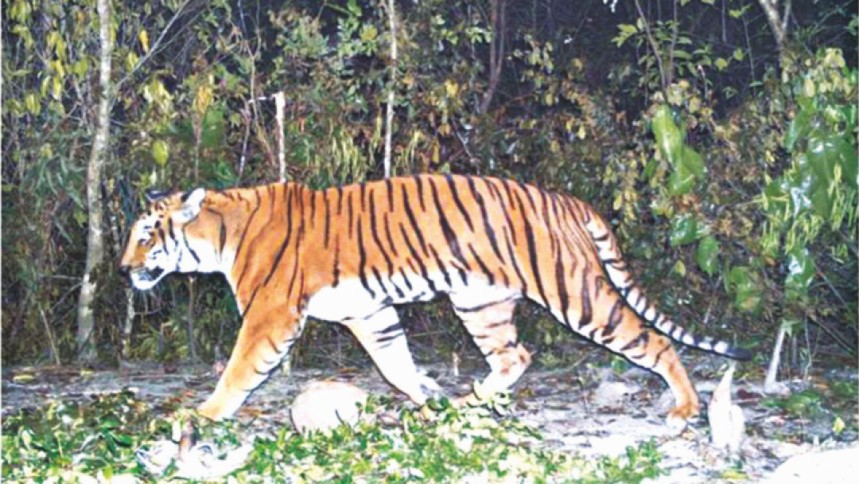 পার্বত্য অঞ্চলে রয়েল বেঙ্গল টাইগারের অভয়ারণ্য তৈরির সুপারিশ