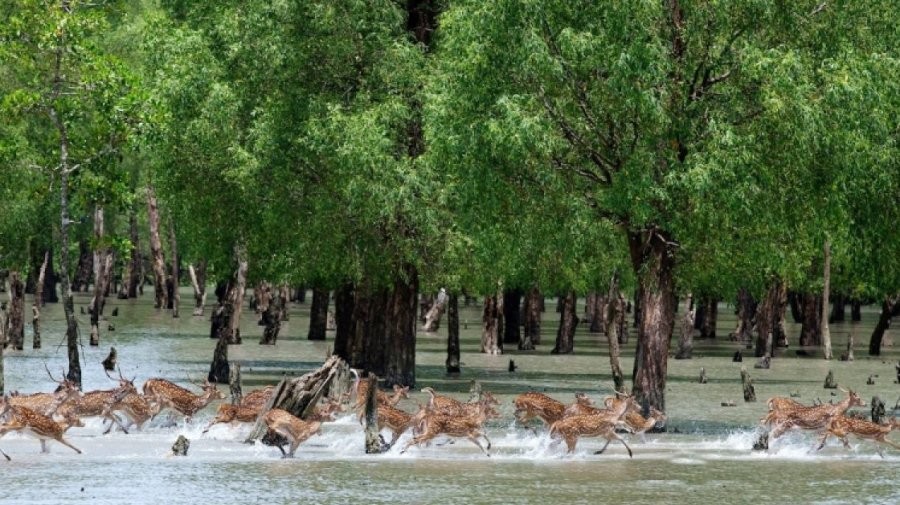 বায়োডাইভারসিটির লক্ষ্যগুলোর বাস্তবায়নই অগ্রাধিকার
