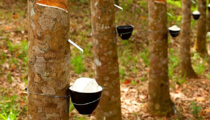 রাবারকে কৃষিপণ্য ঘোষণার সুপারিশ সংসদীয় কমিটির